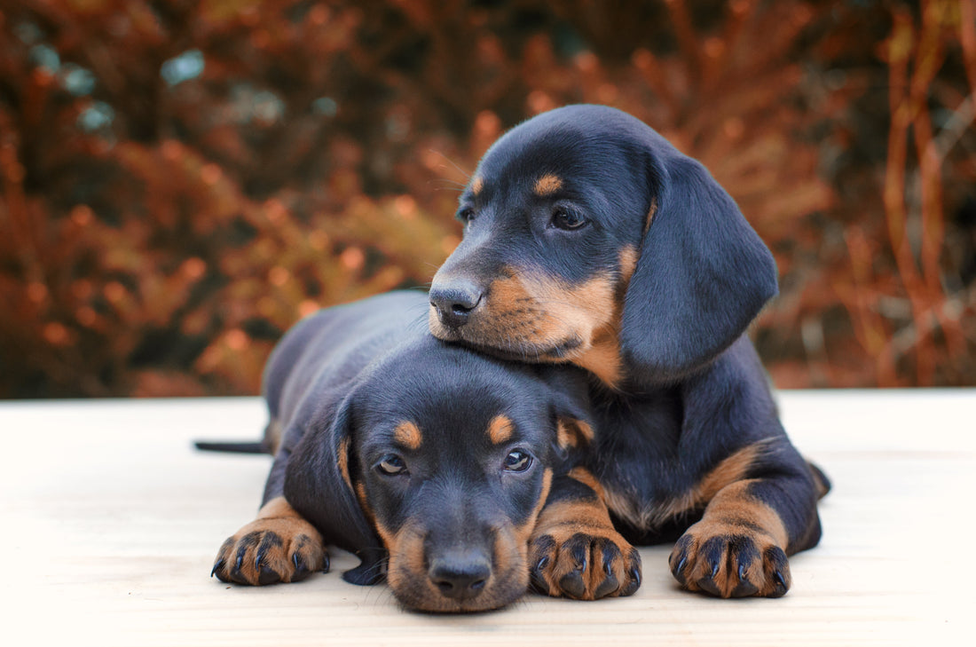 Préparer l’arrivée de son chiot : le guide complet pour un accueil réussi 🐶