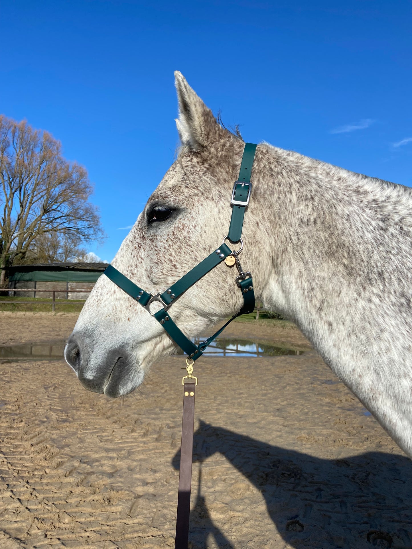 Licol en biothane vert émeraude à bouclerie argentée