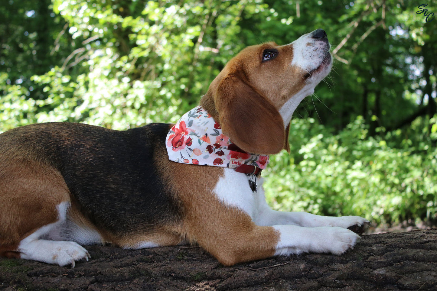Bandana fleuri