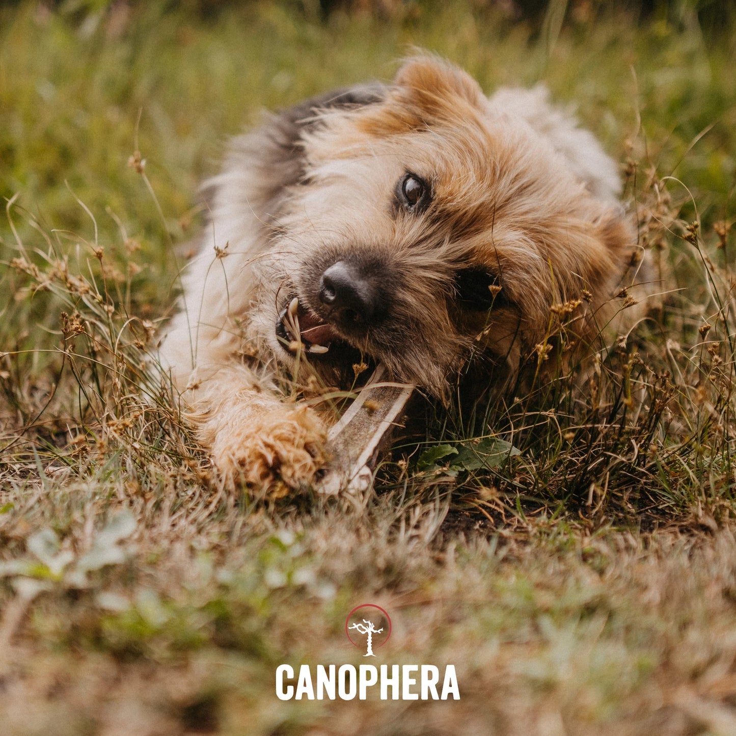 Bois de Cerf naturel pour chiens