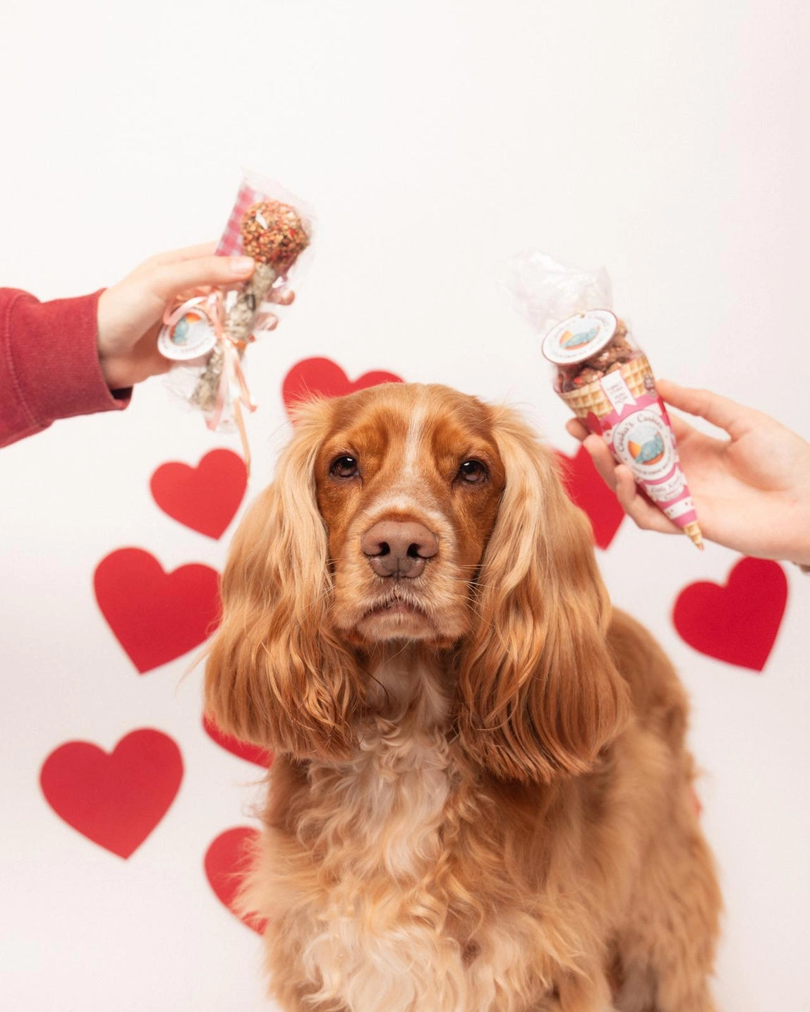 Friandises pour chiens dinde et thon