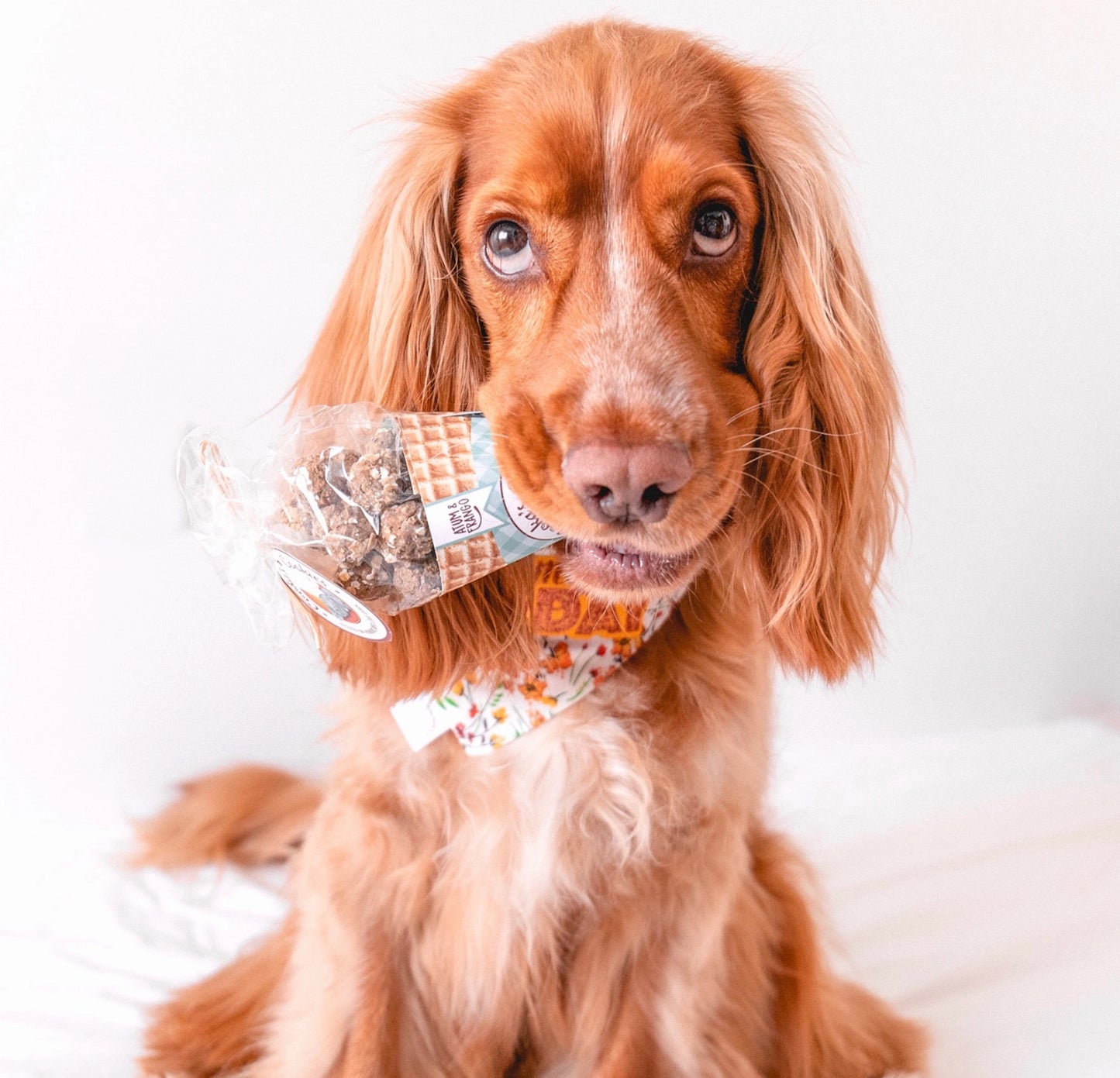 Friandises croquantes et naturelles pour chiens au poulet et au thon