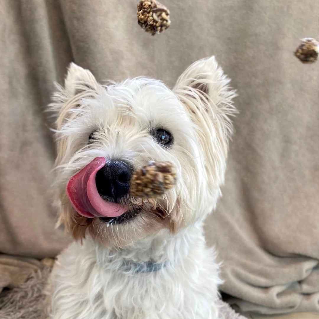 Friandises croquantes et naturelles au porc et à la sardine pour chiens