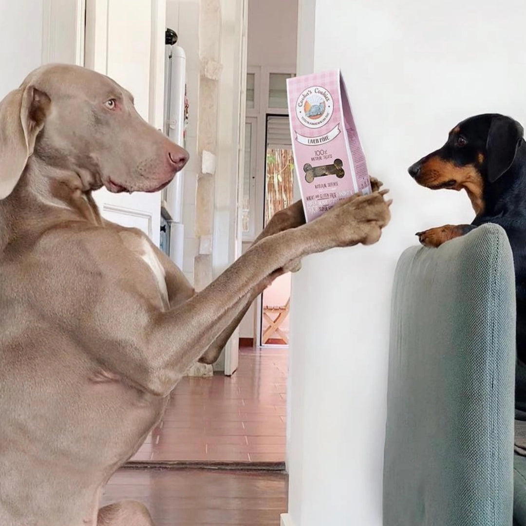 Paté de foie pour chiens