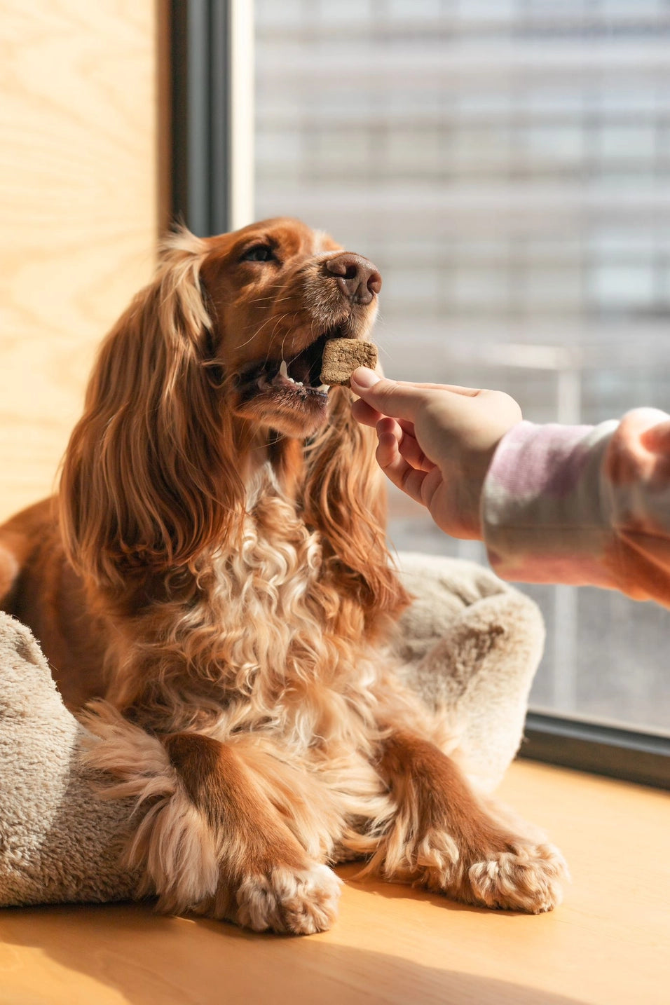 Paté de foie pour chiens