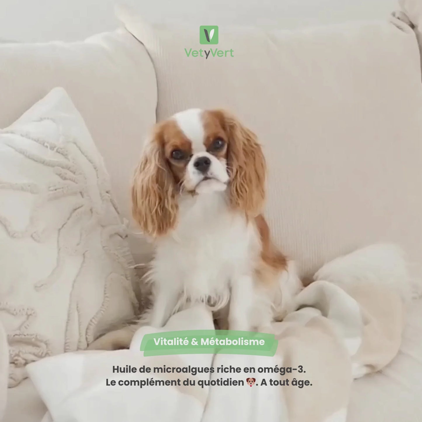 Oméga-3 chien : complément alimentaire du quotidien riche en oméga-3, EPA et DHA