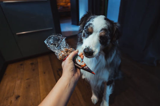 Halloween pour les chiens : idées, astuces et traditions à découvrir