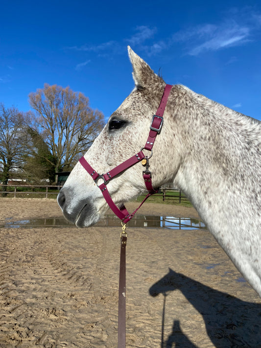 Licol en biothane aubergine à bouclerie argentée