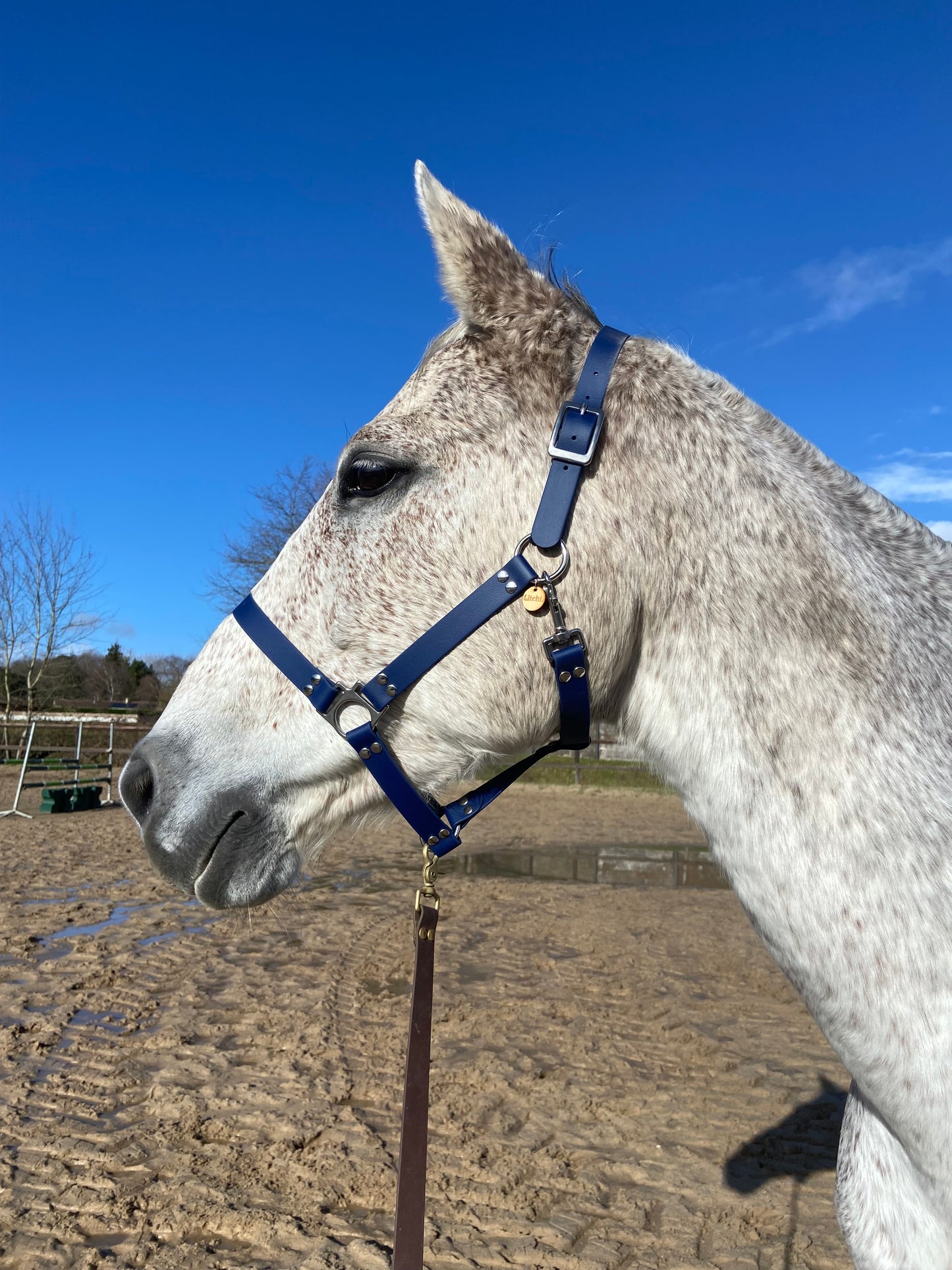 Licol en biothane bleu marine à bouclerie argentée