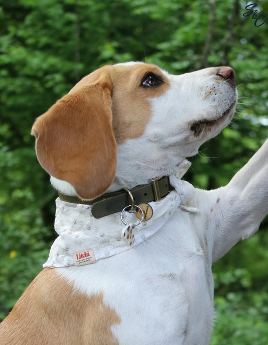 Bandana marguerites