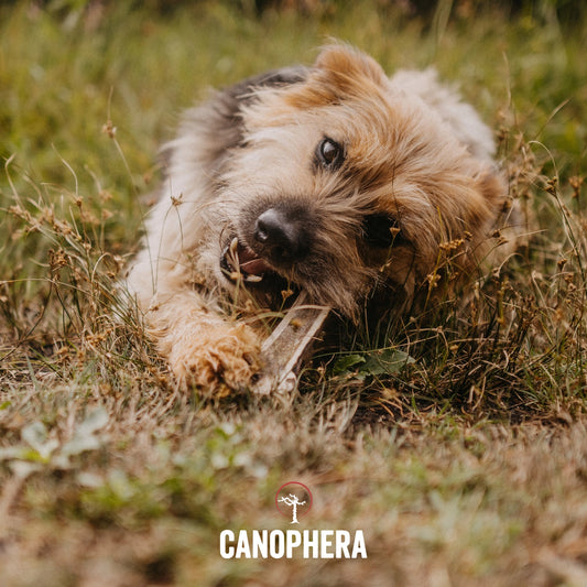 Bois de Cerf naturel pour chiens