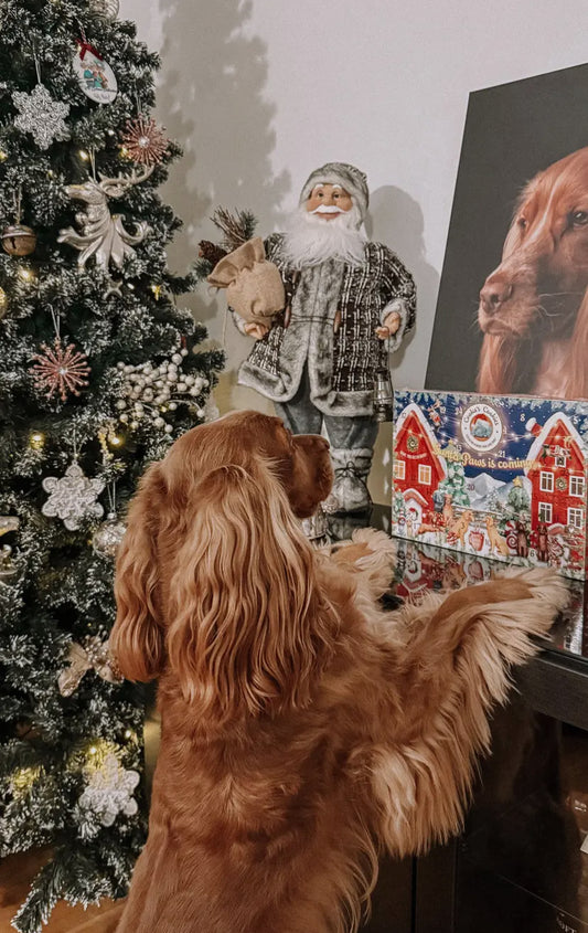 Calendrier de l'Avent de Noël pour chiens (édition premium)