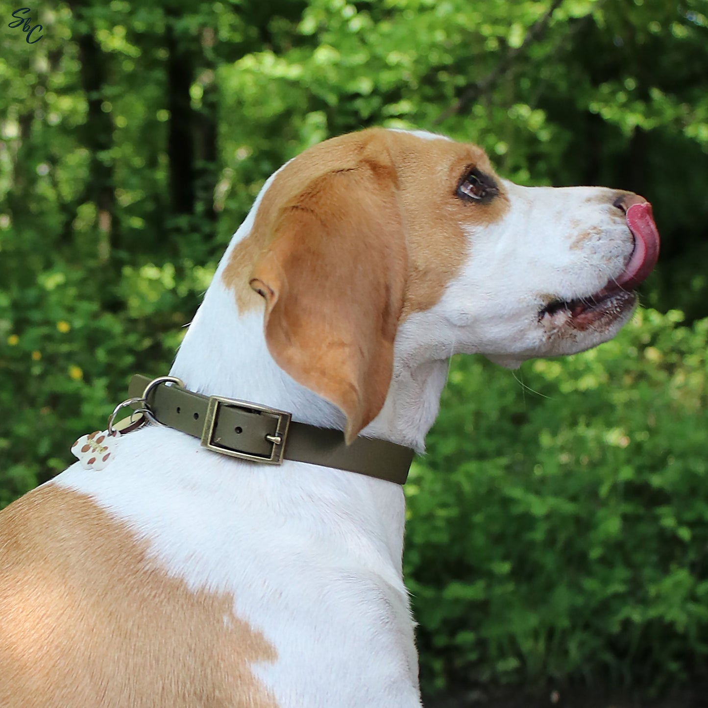 Collier Biothane - Olive