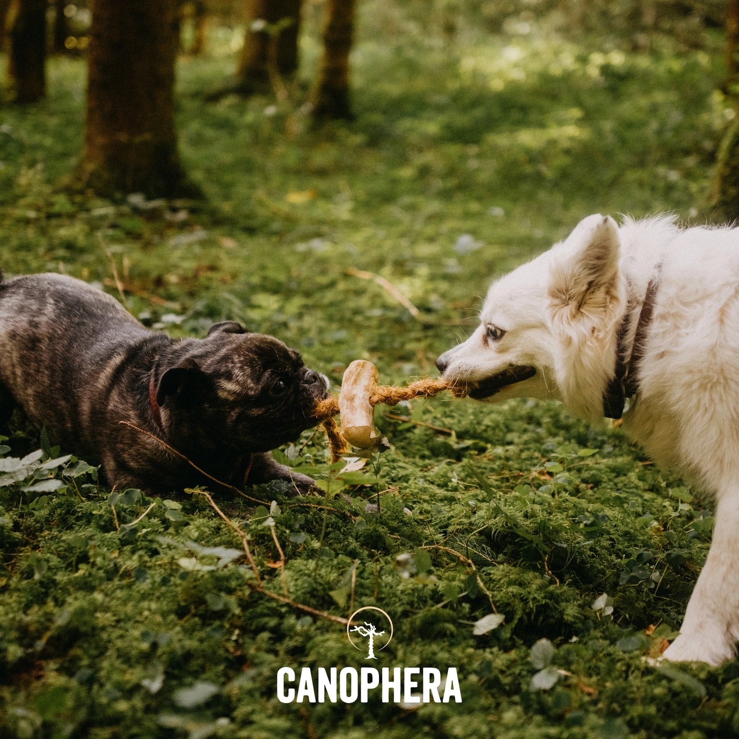 Jouet à mâcher pour chien en bois de café et corde de noix de coco