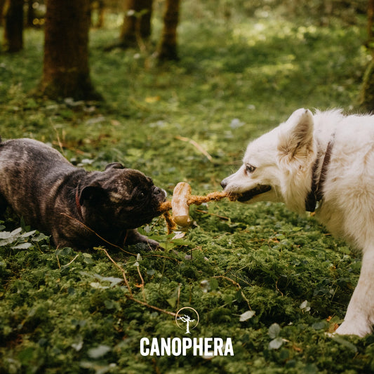 Jouet à mâcher pour chien en bois de café et corde de noix de coco