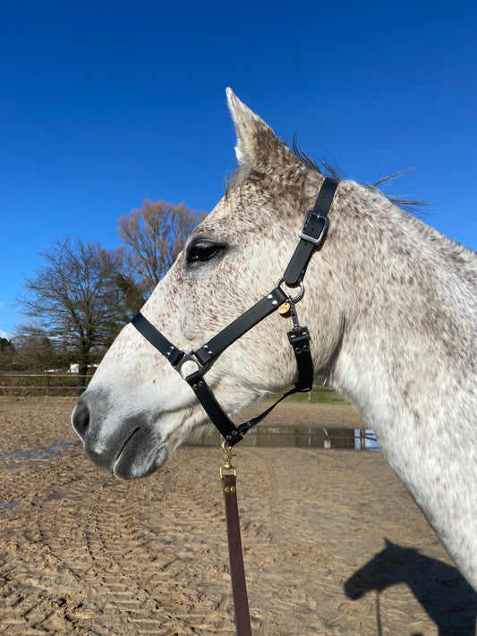Licol en biothane noir à bouclerie argentée