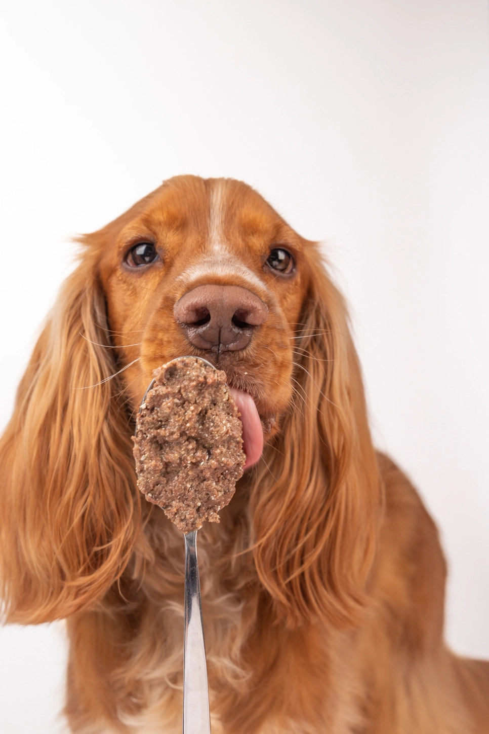 Nourriture humide naturelle pour chiens - Boeuf