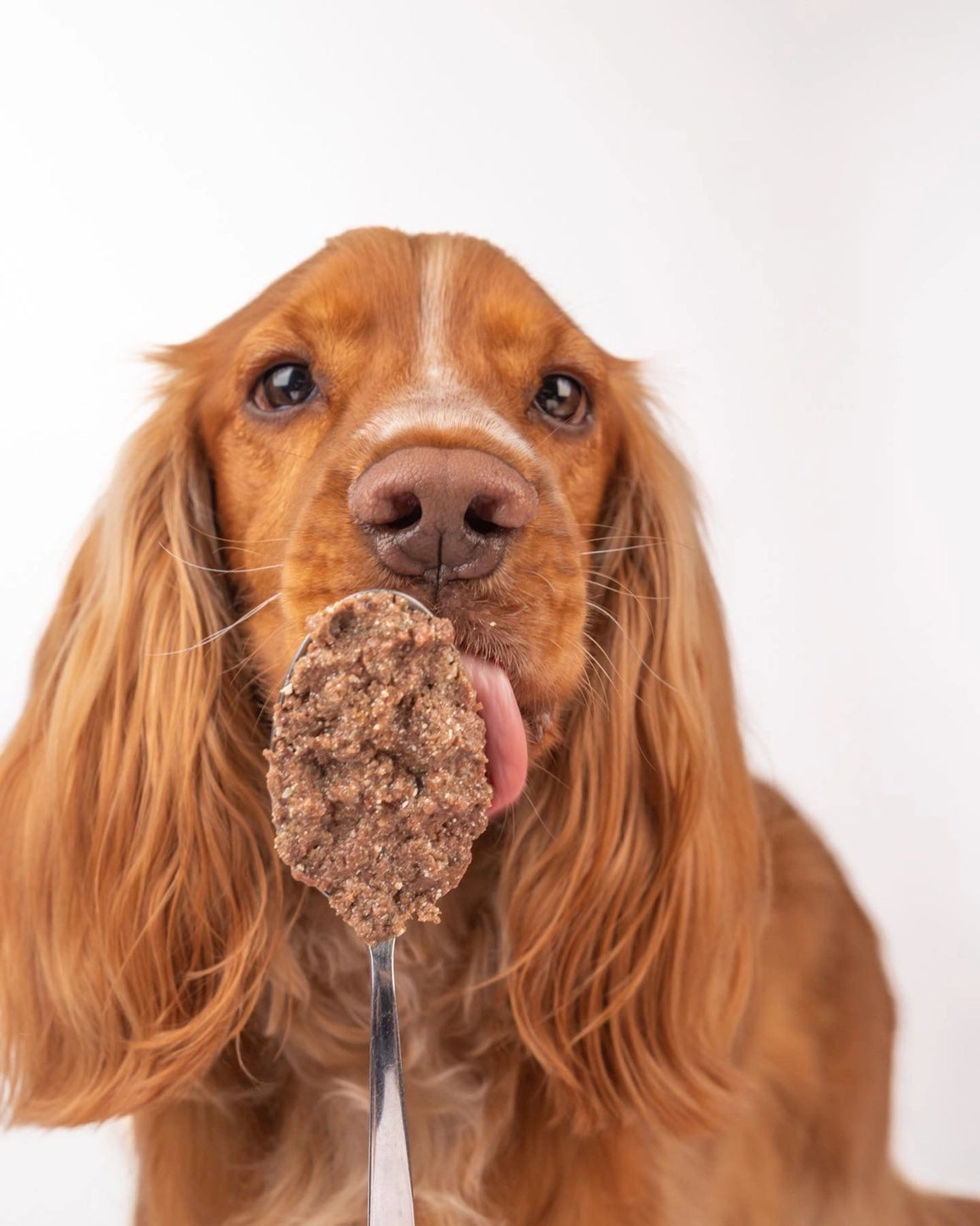Pâté de Canard Naturel pour Chien – 400g