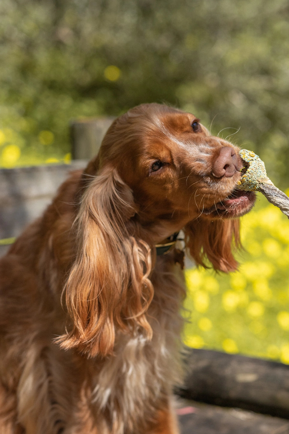 Sucettes Naturelles à Mâcher pour Chien – 35-40g