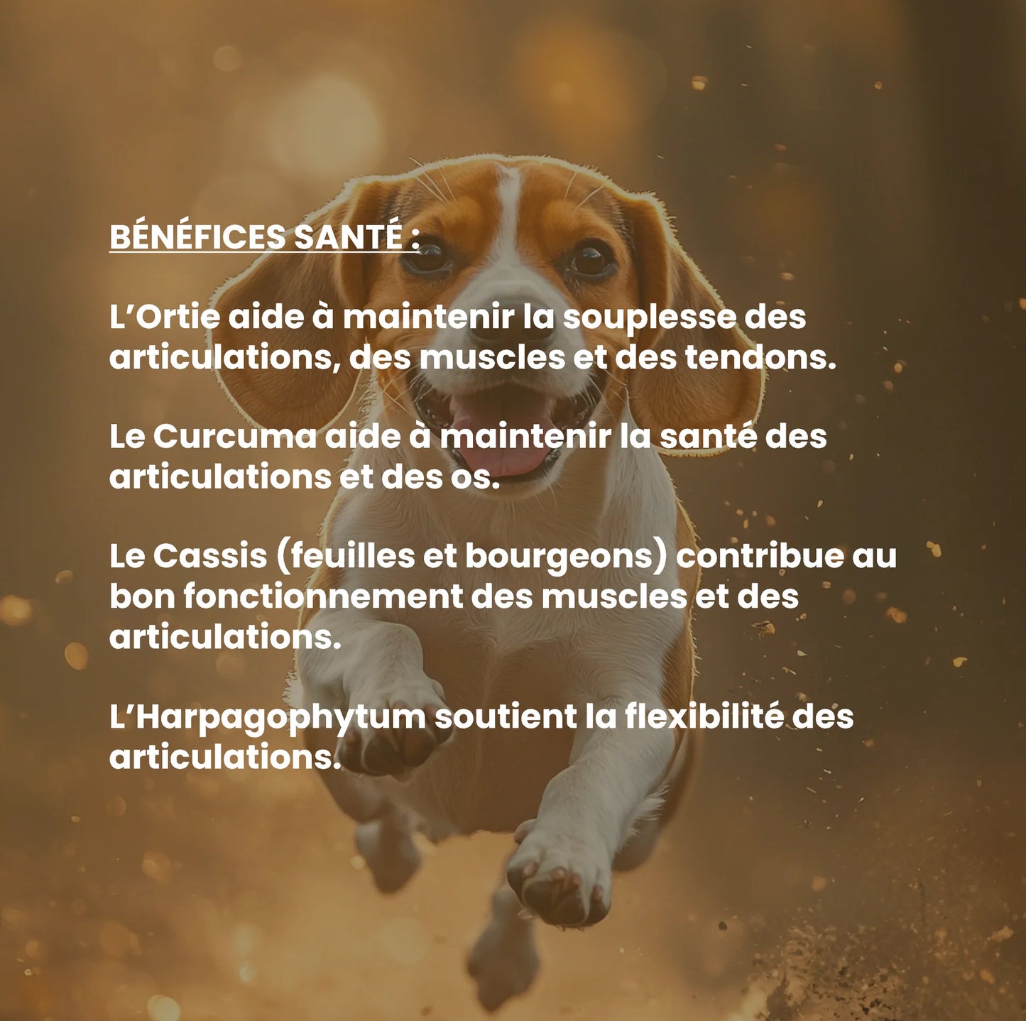 Mobilité chien : complément alimentaire naturel pour le confort articulaire