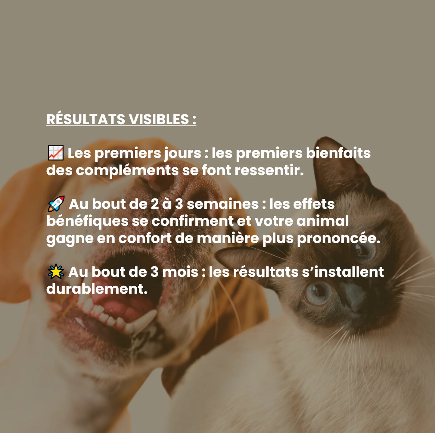 Oméga-3 chien : complément alimentaire du quotidien riche en oméga-3, EPA et DHA