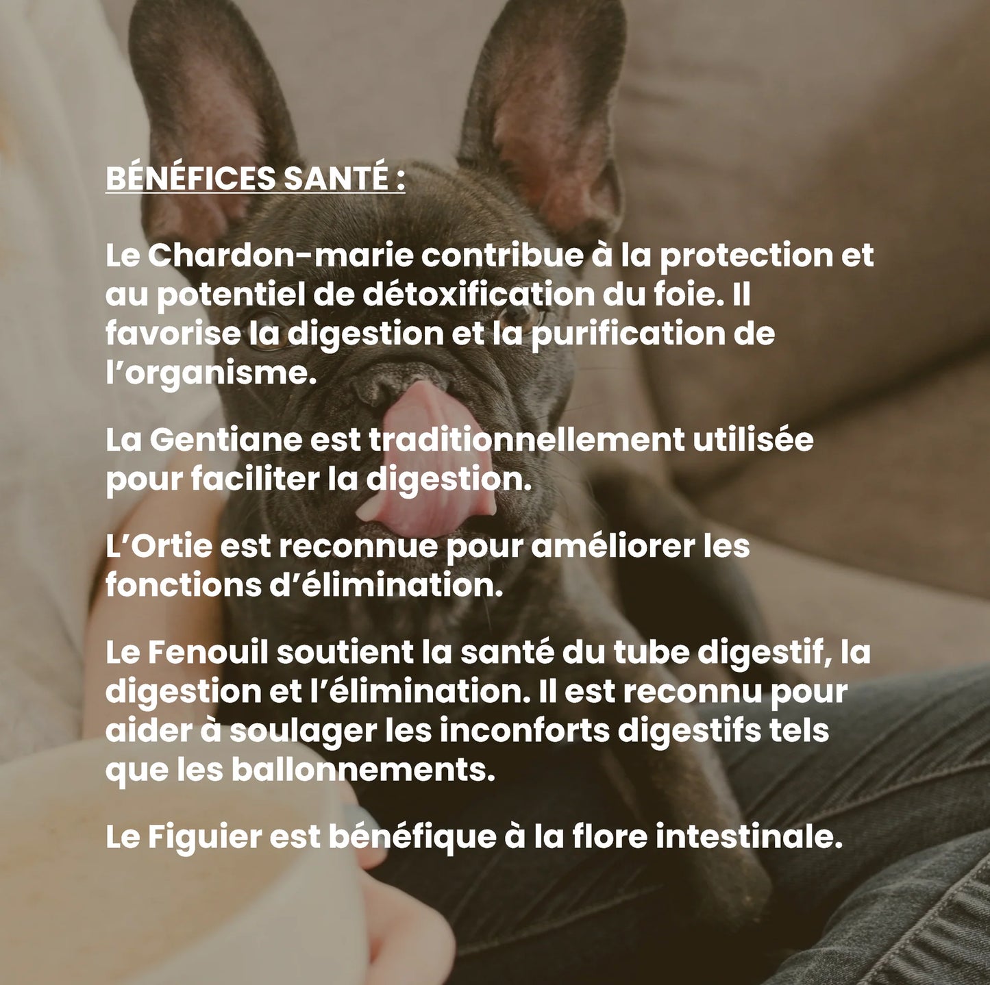 Transit chien : complément alimentaire naturel pour le confort digestif