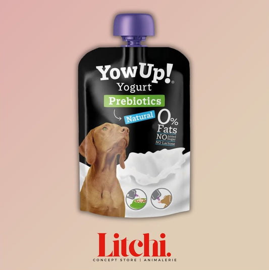 Yogurt naturel pour chiens